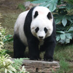 Panda Bear Tattoo