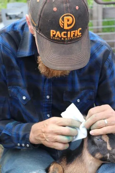 A person cleaning a goat's ear with rubbing alcohol in preparation for tattooing.