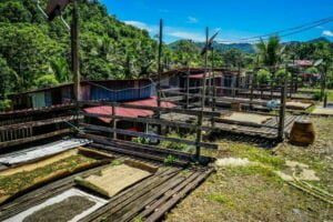 Pepper drying at Entalau longhouse, showcasing the traditional lifestyle of the Iban people.