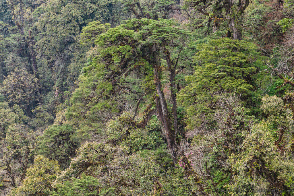 Dulongjiang forest