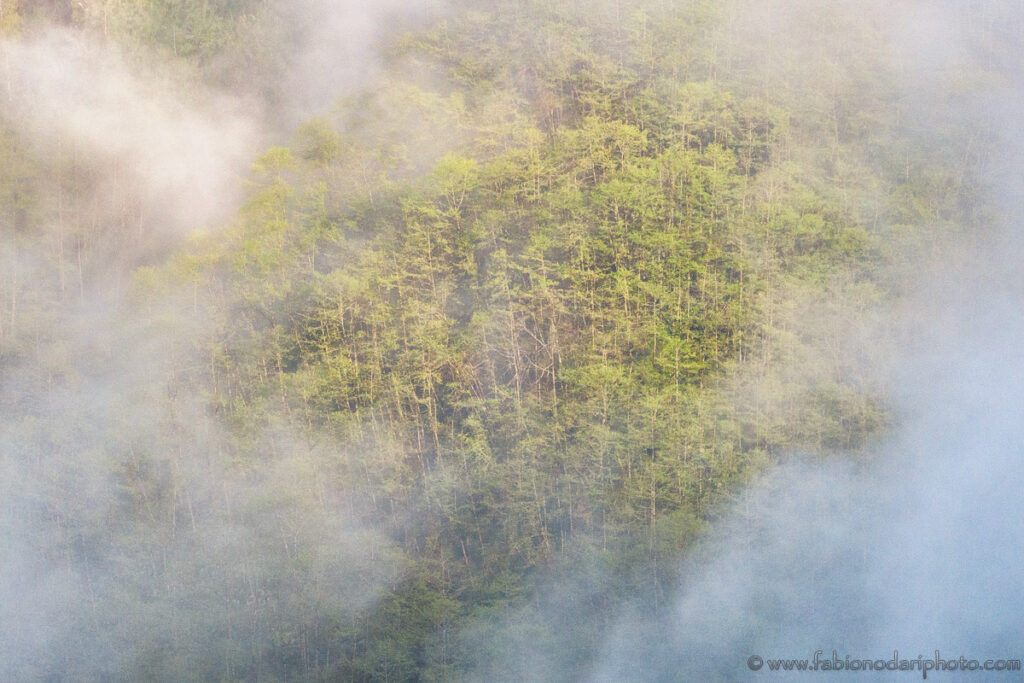 Dulongjiang forest sunrise