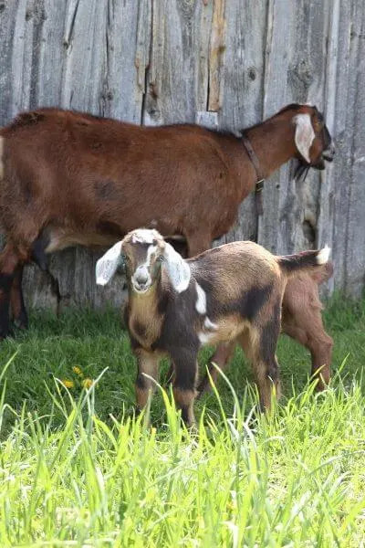 A young goat kid with a fresh ear tattoo visible, demonstrating the typical tattoo placement in the ear.