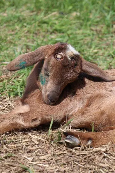 A goat kid with a newly applied ear tattoo, shortly after the tattooing and disbudding process, showing a young goat successfully tattooed.