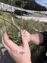 hand basket making at the beach with tattoo 