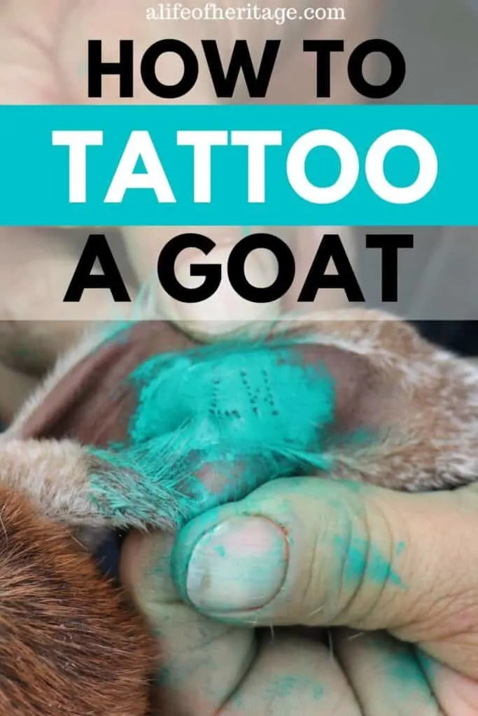 A close up of a goat's ear showing a fresh green tattoo, indicating the year and birth order.