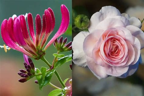June birth flowers