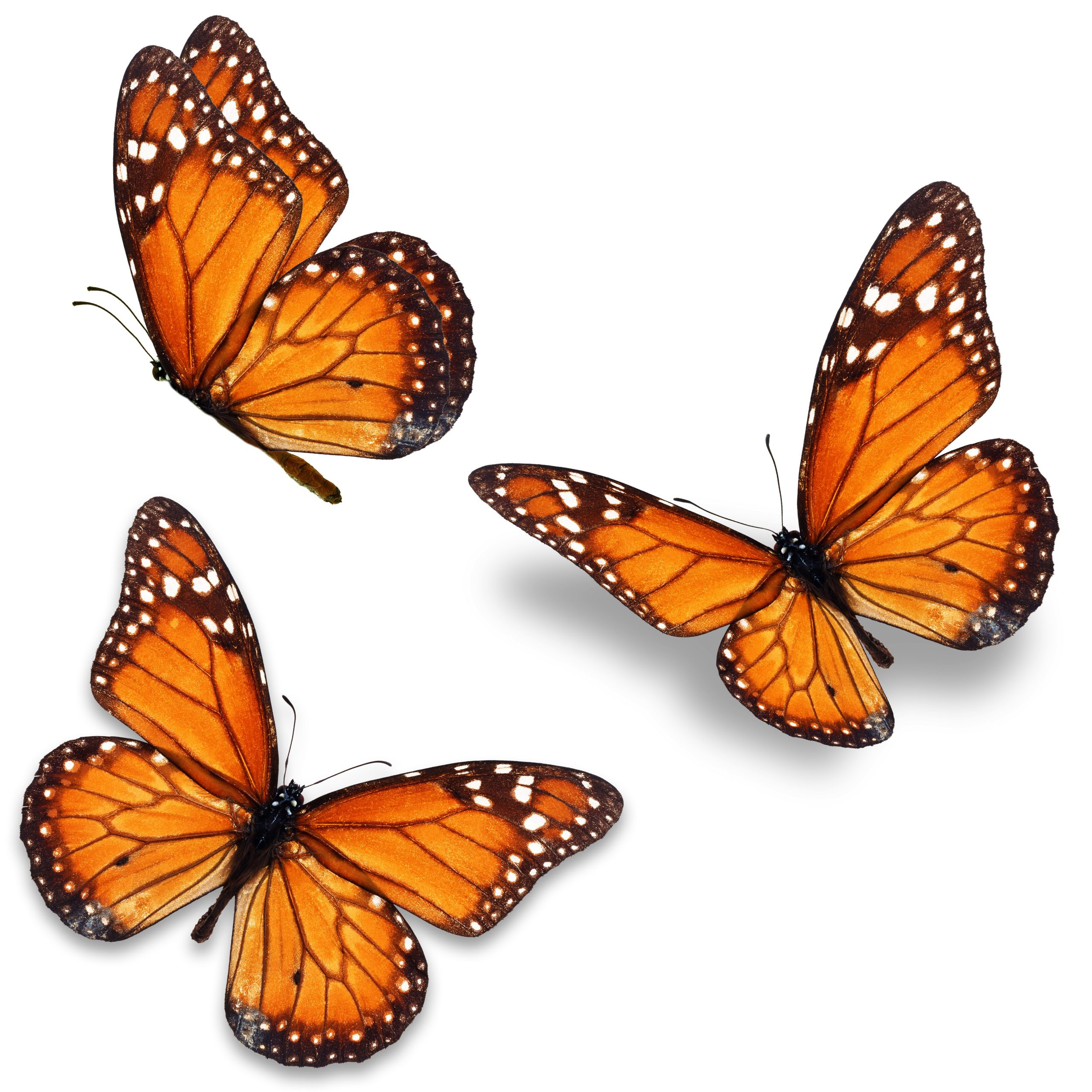 Close-up of a monarch butterfly resting on an orange milkweed flower, showcasing its intricate wing patterns and vibrant colors.