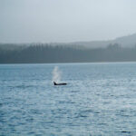 Orca Haida Killer Whale Tattoo