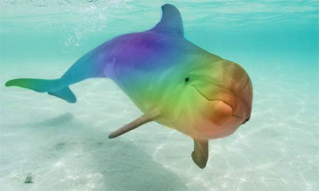 Rainbow Dolphin