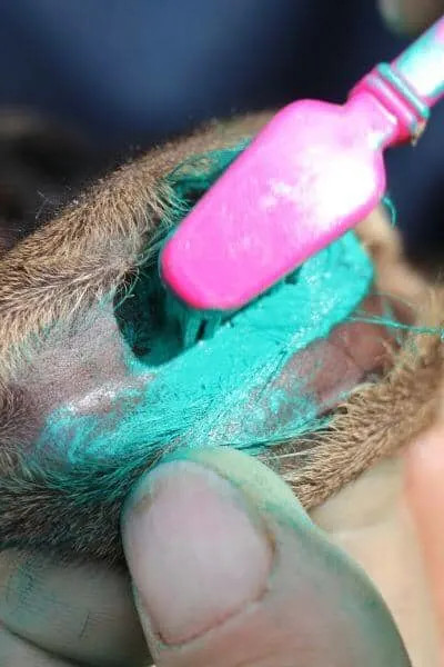 A hand using a toothbrush to rub green tattoo paste into the fresh tattoo punctures on a goat's ear.