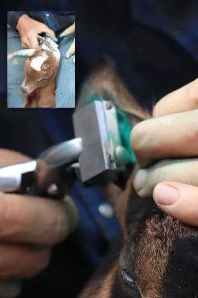 Tattoo plyers positioned around a goat's ear, ready to apply the tattoo, demonstrating correct tool placement.