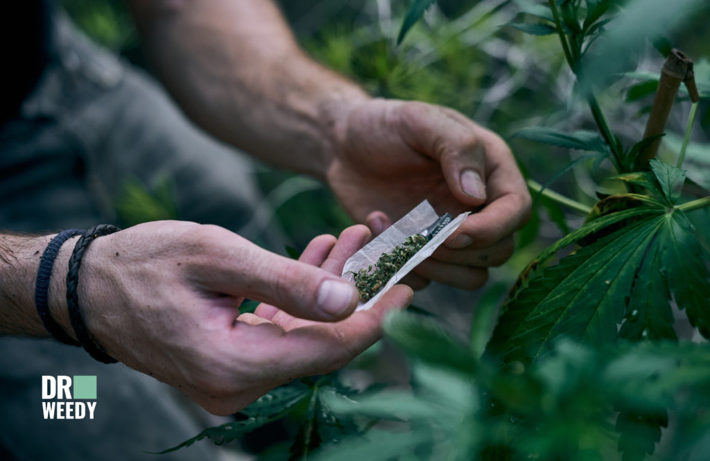 Close-up of cannabis flower, highlighting its medicinal properties and potential for pain relief