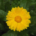 Calendula for Tattoo Healing