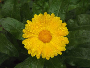 Calendula for Tattoo Healing