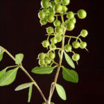 henna plant