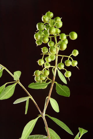 henna plant