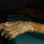 Bracelet-like tattoo on Ötzi's wrist, offering insights into ancient body modification.