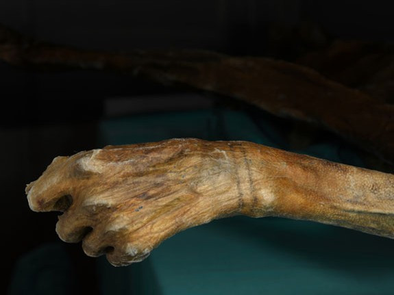 Bracelet-like tattoo on Ötzi's wrist, offering insights into ancient body modification.
