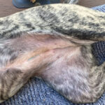Sterilization tattoo on a dog's incision line