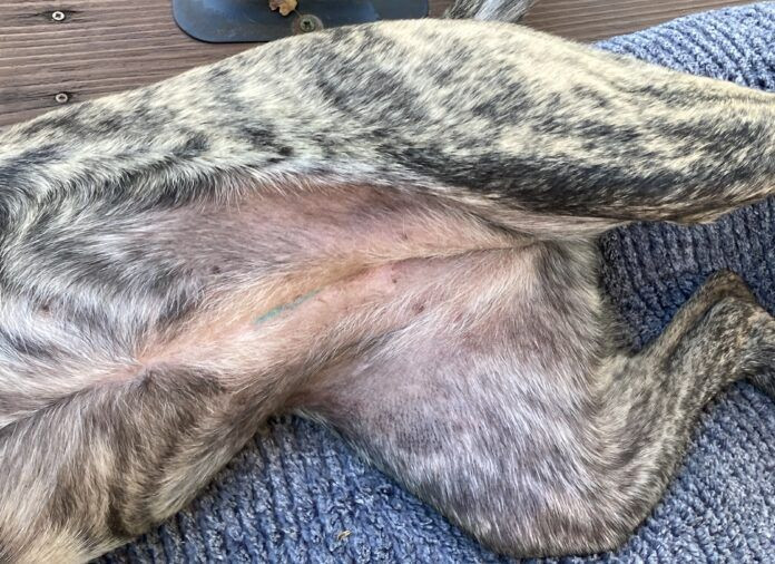 Sterilization tattoo on a dog's incision line