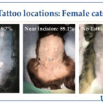 Tattoo Locations Female Cats