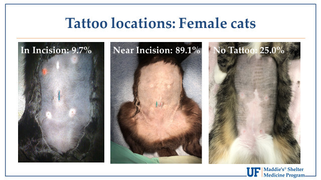 Tattoo Locations Female Cats