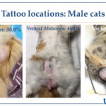 Tattoo Locations Male Cats