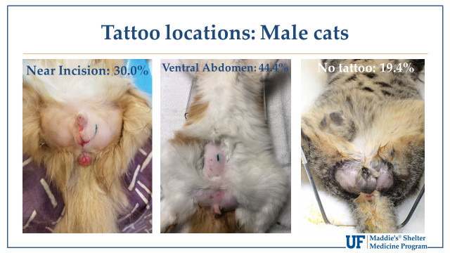 Tattoo Locations Male Cats