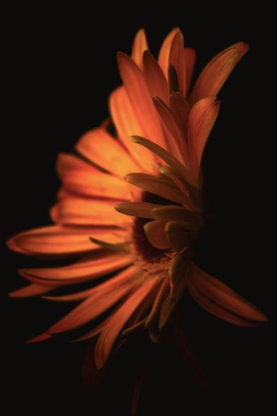Terry Davis Sunflower