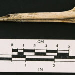 Stained turkey metatarsal awl from the Hermitage Springs site. Image courtesy of Dan Allen.