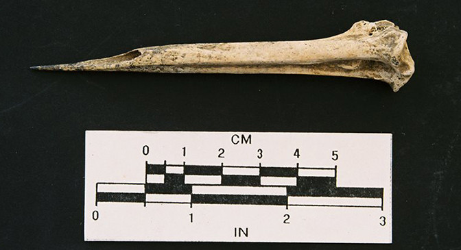 Stained turkey metatarsal awl from the Hermitage Springs site. Image courtesy of Dan Allen.
