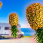 Pineapple Symbol Hospitality