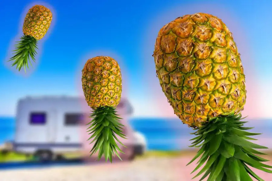 Pineapple Symbol Hospitality