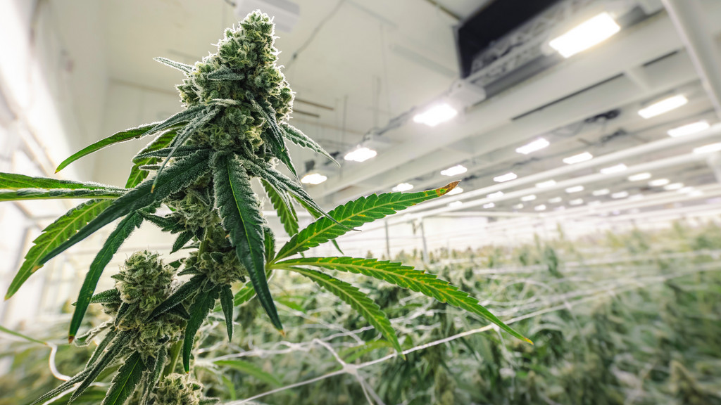 Which THC product should you use before a tattoo?