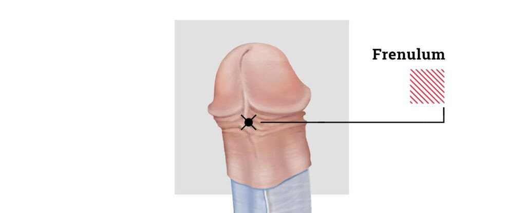 Diagram of the male anatomy highlighting the frenulum, relevant to the Prince Albert piercing placement