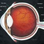 anatomy of the eye