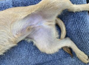 Neutered dog tattoo on incision, indicating neutering surgery