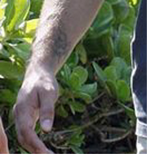 Paul Walker's wrist tattoo featuring the name Meadow and a hibiscus flower
